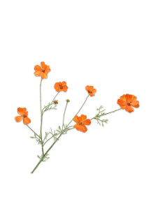 Orange flowers feathered beauties l. 77cm | SILK - KA - 1