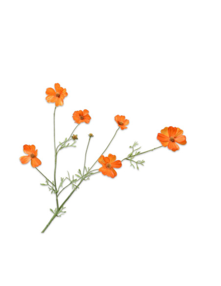 Oranžové květy krásenky zpeřené d. 77cm | SILK - KA-1