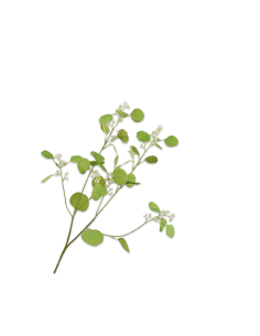 Větev zeleného Eucalyptu s květy d.84cm | SILK - KA-1
