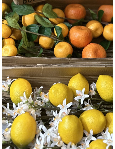 Větev citroníku s květy a plody d. 96cm | SILK - KA