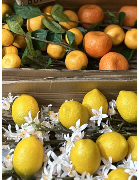 Větev citroníku s květy a plody d. 96cm | SILK - KA