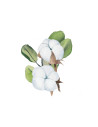 Blanc Coton